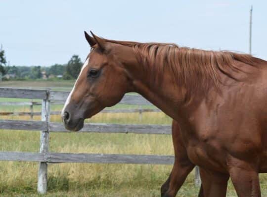 Hot N Blazing Broodmare