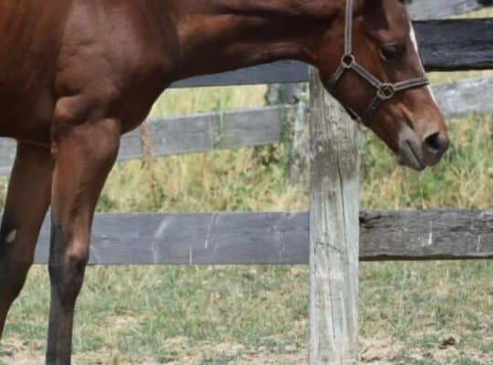 Hot N Blazing Broodmare