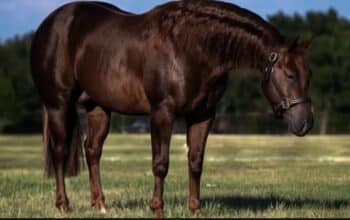 High End Reining Stallion