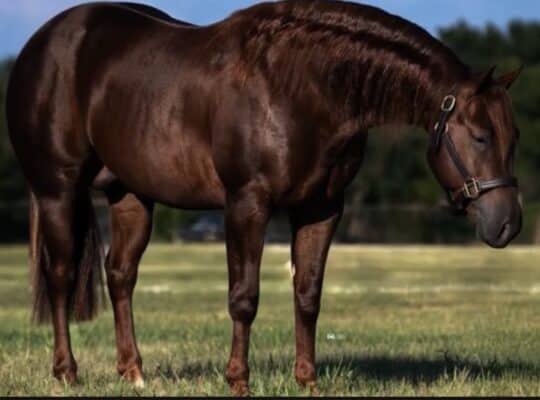 High End Reining Stallion