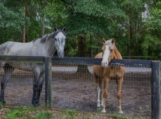 30-Acre Farm Near WEC Ocala