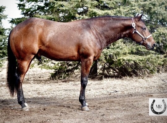 Stunning Machine Made 2YO Prospect