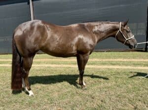 4YO Full Sister to Lady Mamalade