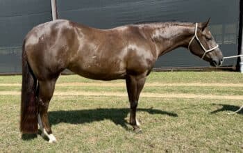 4YO Full Sister to Lady Mamalade