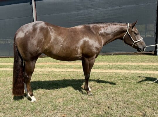 4YO Full Sister to Lady Mamalade