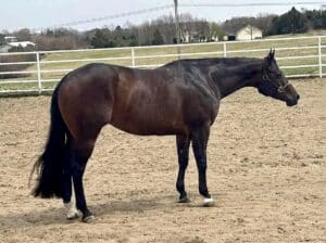 Flashy 5YO Trail Prospect Mare