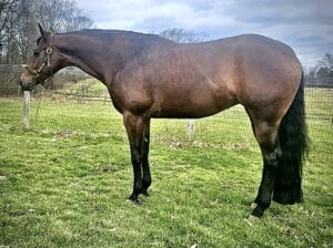 Novice Friendly NSBA World Champion HUS Mare