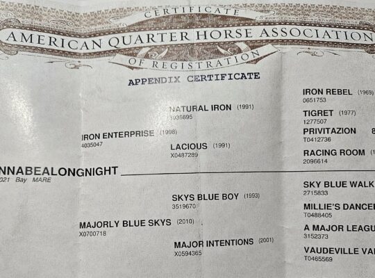 Novice Friendly NSBA World Champion HUS Mare