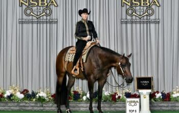 Exceptional All-Around Gelding