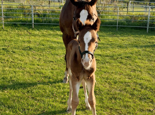 Gorgeous My Sleepy Valentine colt
