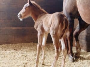 Gorgeous My Sleepy Valentine colt