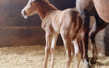 Gorgeous My Sleepy Valentine colt