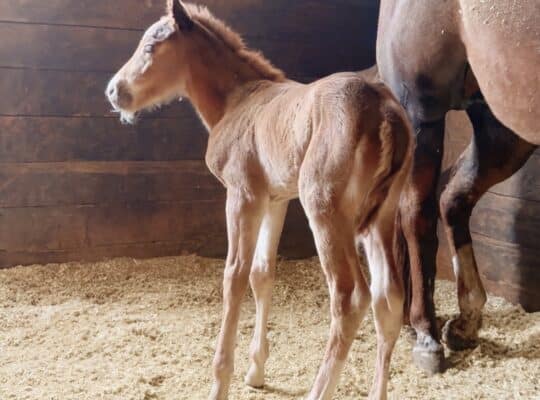 Gorgeous My Sleepy Valentine colt