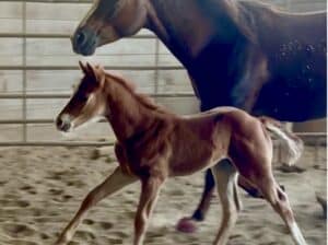 Gorgeous My Sleepy Valentine colt