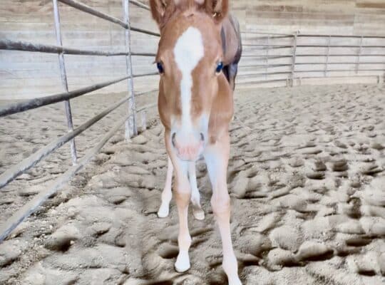 Gorgeous My Sleepy Valentine colt