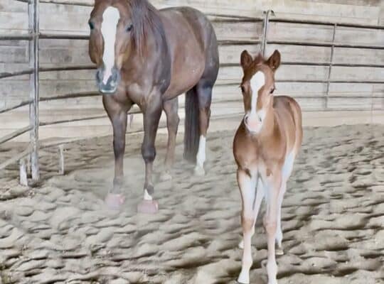 Gorgeous My Sleepy Valentine colt