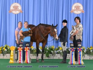 Proven Deluxe Hunt Seat All Arounder Mare