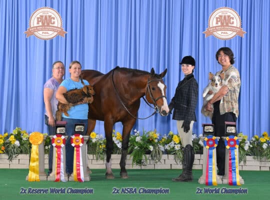 Proven Deluxe Hunt Seat All Arounder Mare