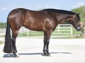 Makin Me Willy Wild 2YO Mare