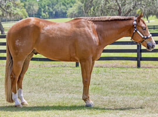 The Best Martini 4YO Gelding