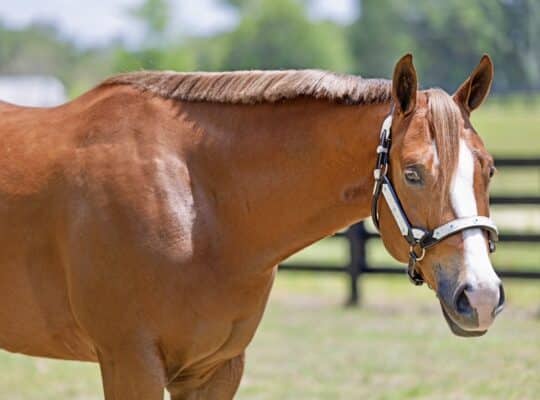 The Best Martini 4YO Gelding