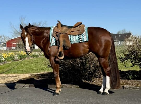 No Doubt Im Lazy Western All-Around Mare