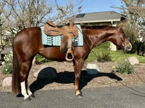 No Doubt Im Lazy Western All-Around Mare