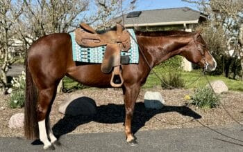 No Doubt Im Lazy Western All-Around Mare