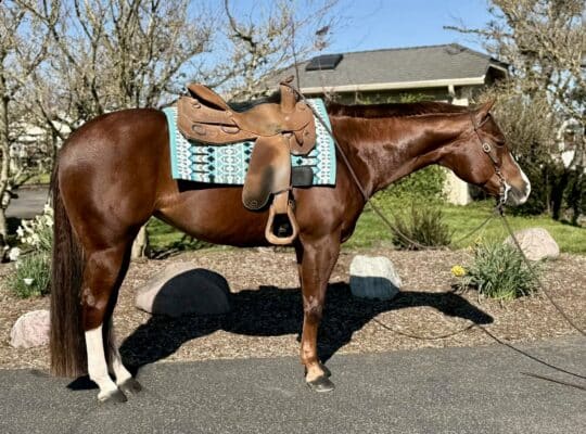 No Doubt Im Lazy Western All-Around Mare