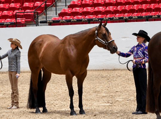Kid & Novice Friendly All-Around Mare