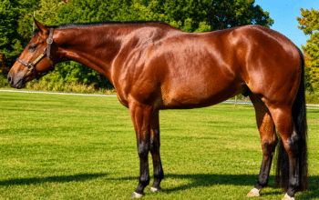 Makin Me Willy Wild All-Around Gelding