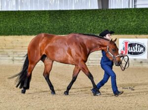2021 All-Around Mare