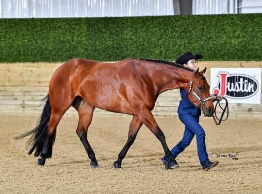 2021 All-Around Mare