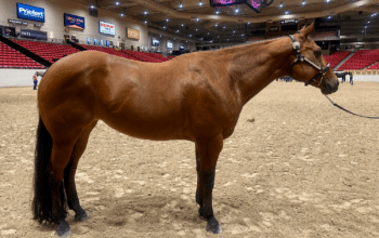 Kid & Novice Friendly All-Around Mare