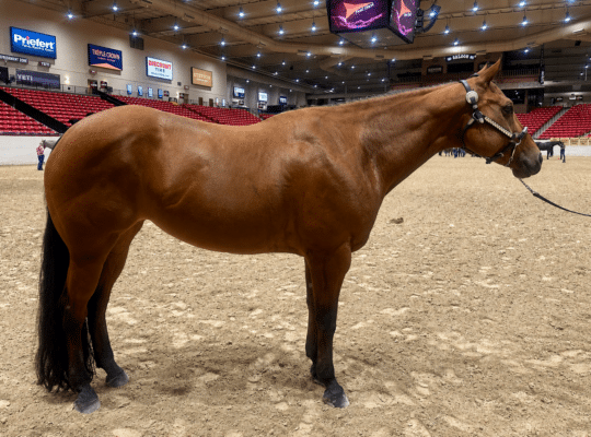 Kid & Novice Friendly All-Around Mare