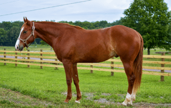 VS Code Blue 2YO Gelding