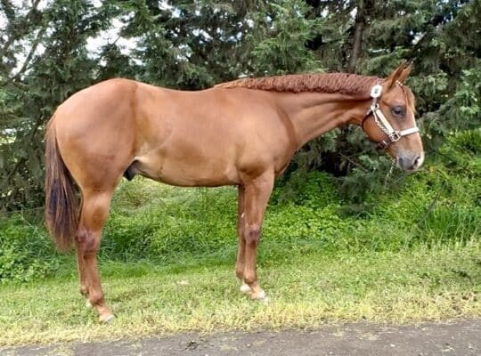 Stunning Makin Me Willy Wild gelding