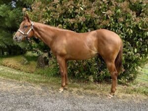 Stunning Makin Me Willy Wild gelding