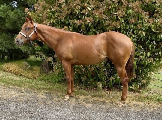 Stunning Makin Me Willy Wild gelding