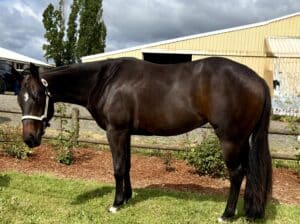 Beautiful Batt Man mare out of a RL Best Of Sudden