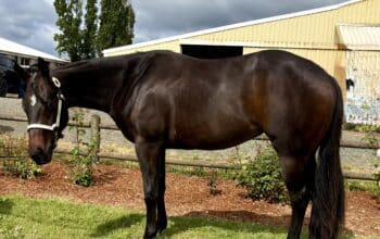 Beautiful Batt Man mare out of a RL Best Of Sudden