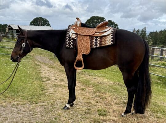 Beautiful Batt Man mare out of a RL Best Of Sudden