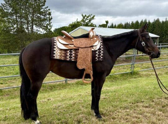 Beautiful Batt Man mare out of a RL Best Of Sudden