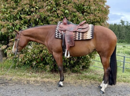 Fancy APHA all around mare