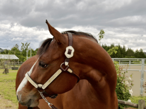 Fancy APHA all around mare