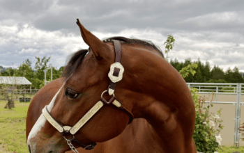 Fancy APHA all around mare