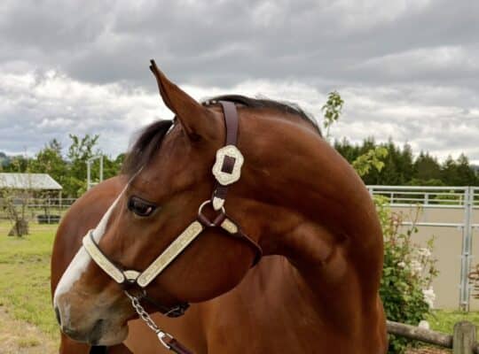 Fancy APHA all around mare