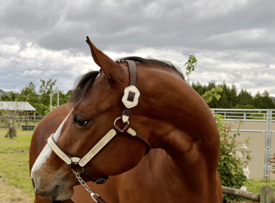Fancy APHA all around mare