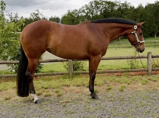 Fancy APHA all around mare