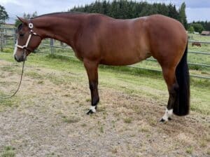 Fancy APHA all around mare